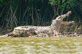 Survival of the Beast, Season 1: Saltwater Crocodile