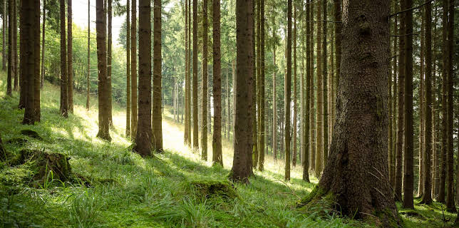 04:25: Nightmare Next Door (S2 E11) (S2) | Kanal 11 | 11/20 2025