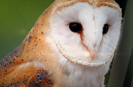 Wild Ones: Masters of the Sky