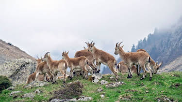 18:35: Freie Bahn für Wildtiere | Arte | 4/29 2026