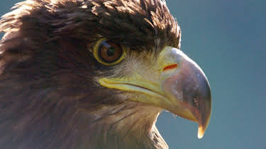 11:50: Abenteuer Wildnis (1/2) | BR Fernsehen | 4/17 2026