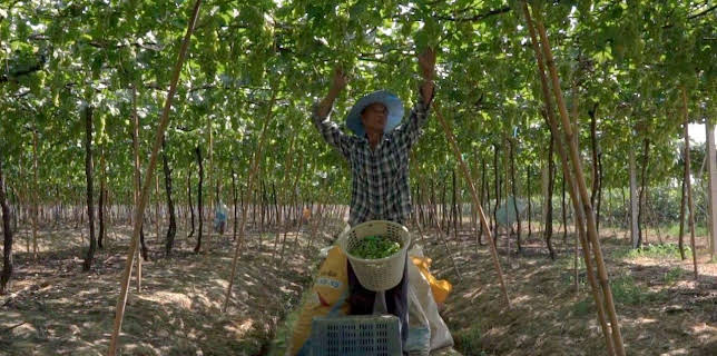 03:10: Die wunderbare Welt der Weine | Arte | 1/20 2026