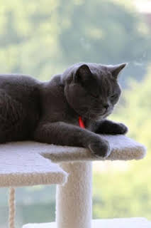 07:30: Animales: amigos increíbles: Un amigo en apuros | Aragón TV | 4/4 2026