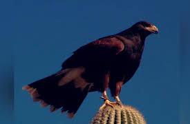 National Parks Revealed: National Parks of the Great Southwest