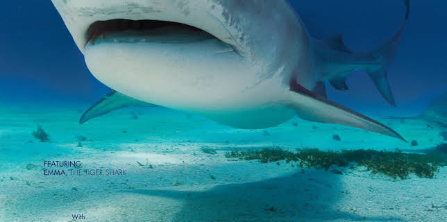 This Is Your Ocean: Sharks (2012)