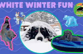 Animals Doing Things: Animals Doing Things | Wintery White Fun!