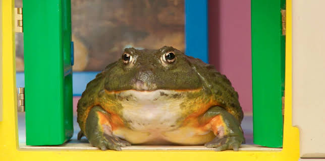 17:15: Rosin og Bolle: Ordførerdag | NRK Super | 11/12 2025