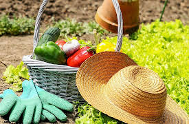 How to Grow Anything: Food Gardening for Everyone: Planning for Gardening Success