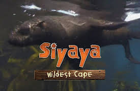 Siyaya - Wildest Cape: Lambert's Bay Bird Island - Where The Birds Are In Charge