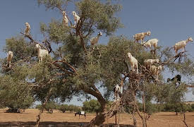 The Proof Is Out There: Unexplained Edition Season 1: Supernatural Forces