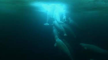 9:00 PM: Blue Planet (S1 E4) (S1) | Yesterday | 12/28 2025