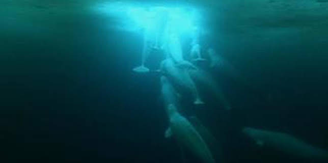 8:00 PM: Blue Planet (S1 E4) (S1) | Yesterday | 12/28 2025