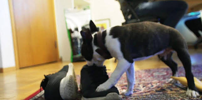 15:00: Mitt liv som valp | TV4 Fakta | 9/3 2025