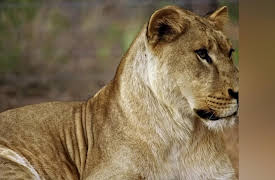 Dodo Heroes Season 1: Jan and Tim's Greatest Show on Earth