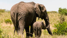 The Zoo: San Diego (S1 E8)