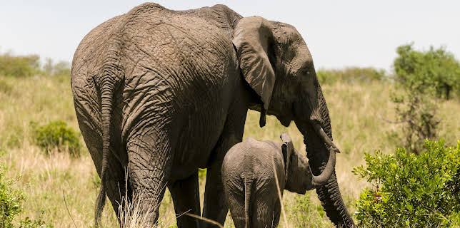 06:50: The Zoo: San Diego (S1 E8) (S1) | Animal Planet | 3/3 2026