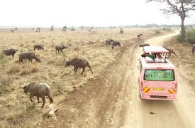 Ainori Love Wagon: African Journey: ¿Qué ha pasado con el rosa?