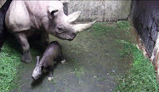 Elefant, Tiger & Co. (543)