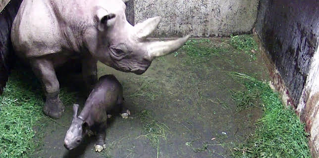 03:15: Elefant, Tiger & Co. (543) | MDR Fernsehen | 3/5 2026