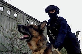 Breakthrough: Secrets of a Dog's Nose