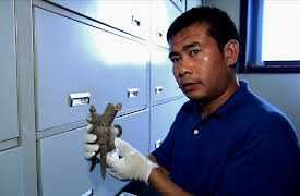 China The Beginning: The Rise and Fall of the Shang