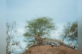 Keeping Up with the Kruger: Busted