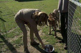 Cheetah Diaries: Neighbours