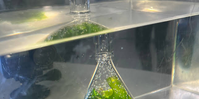 09:35: PUR+ | ZDF | 1/31 2026