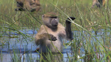 5:00 PM: Planet Earth (S1 E9) (S1) | Yesterday | 12/26 2025