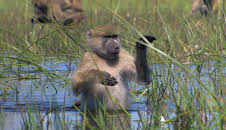 Planet Earth (S1 E9)