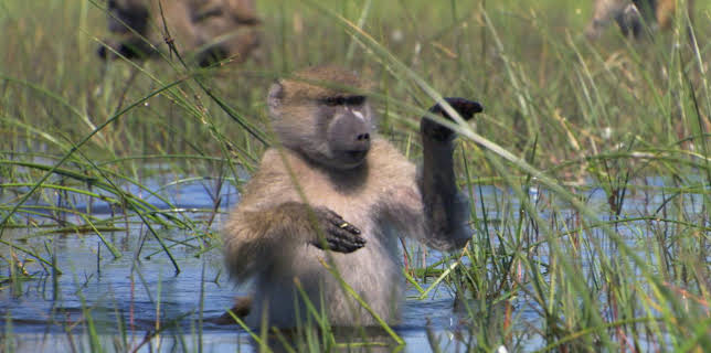 5:00 PM: Planet Earth (S1 E9) (S1) | Yesterday | 11/16 2025