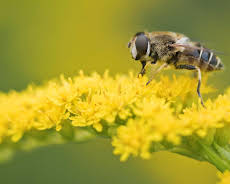 Schnittgut. Alles aus dem Garten