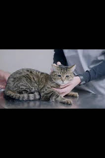 16:05: Veterinarios de Nebraska: Trabajo gratuito | Nat Geo Wild | 3/30 2026