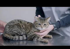 Veterinarios de Nebraska: Trabajo gratuito