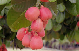 Discovering West Africa: Ghana, Senegal, Cameroon: Ghanaian Botanical Gardens, Afropop, and Yoga