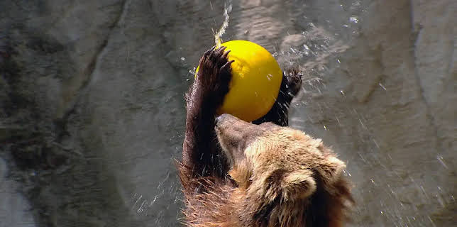 17:10: Leopard, Seebär & Co. (200) | NDR Fernsehen | 12/2 2025