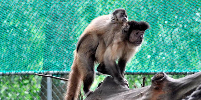 09:55: Seehund, Puma & Co. | Das Erste | 11/8 2025