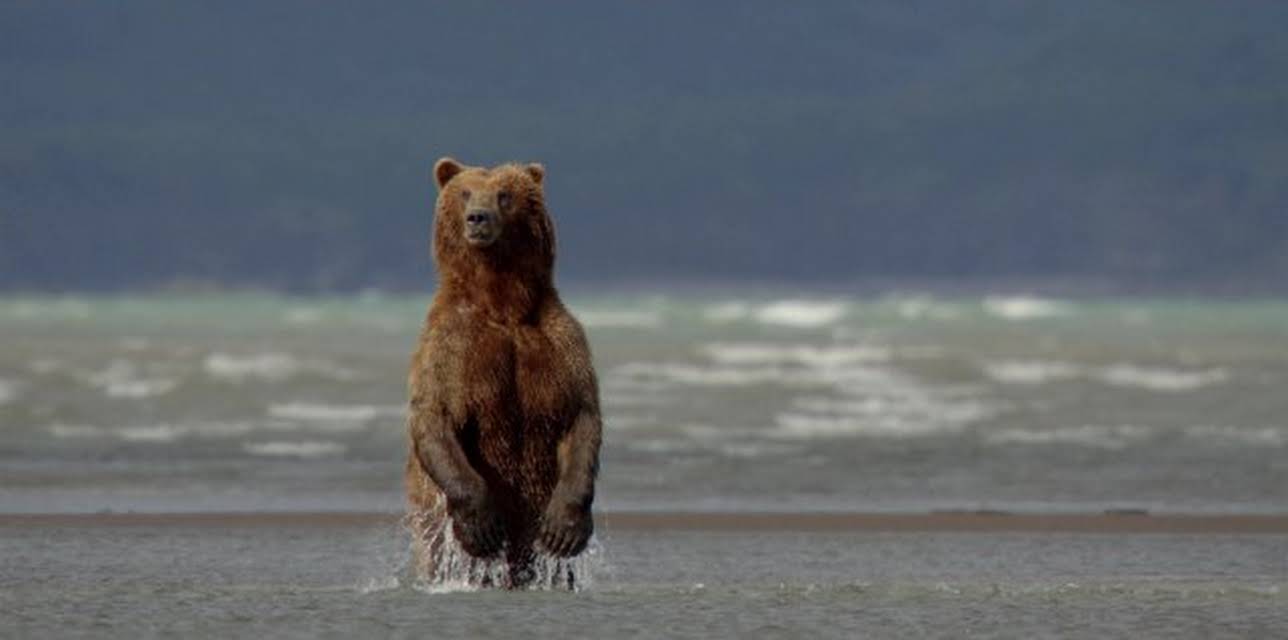 Bears (2014)