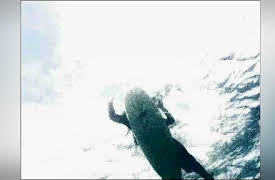 Shark Week: 20th Anniversary Collection: Shark Attack Survivors