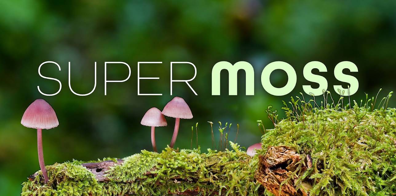 Super Moss (2026)