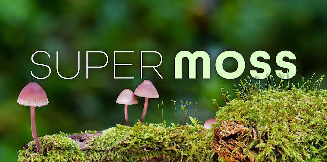 Super Moss (2026)