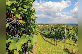 Food, Science, and the Human Body: Humanity's Love of Wine