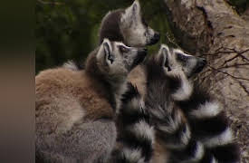 Lemur Street: Home Alone