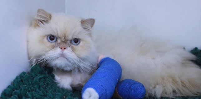 17:15: Der Super-Doc - Einsatz für 4 Pfoten | Sixx | 1/25 2026