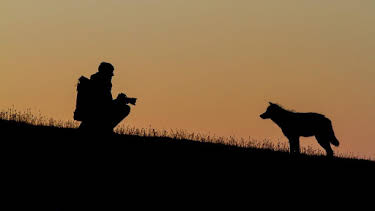 1:30 PM: Snow Wolf Family and Me | BBC Two | 12/29 2025