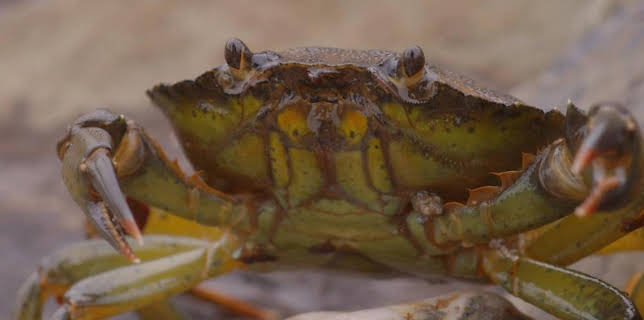 12:10 PM: Teeny Tiny Creatures (S1) | Cbeebies | 11/28 2025