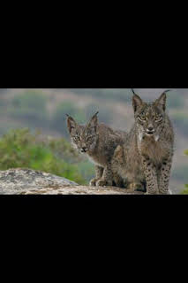 18:50: La tierra del lince ibérico: Primavera | Nat Geo Wild | 4/3 2026