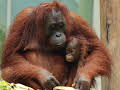 Meet The Orangutans