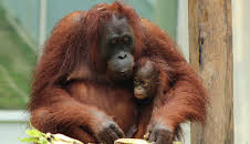 Meet The Orangutans (S1 E8)