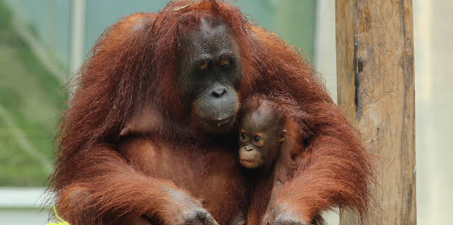 01:30: Meet The Orangutans (S1 E8) (S1) | Animal Planet | 12/14 2025